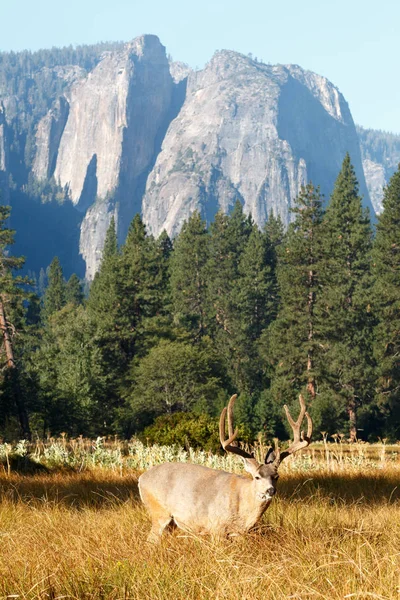 Katır geyiği buck Yosemite Vadisi'nde.