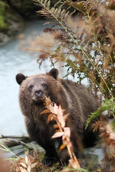 Brown bear in ferns — Stock Photo, Image