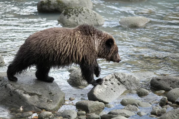 Pesca urso-pardo — Fotografia de Stock