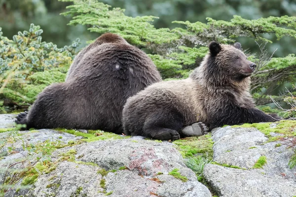 Urso castanho deitado — Fotografia de Stock