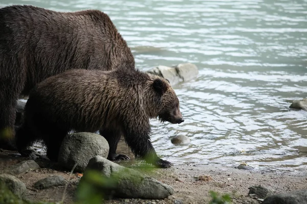 Oso marrón pesca — Foto de Stock