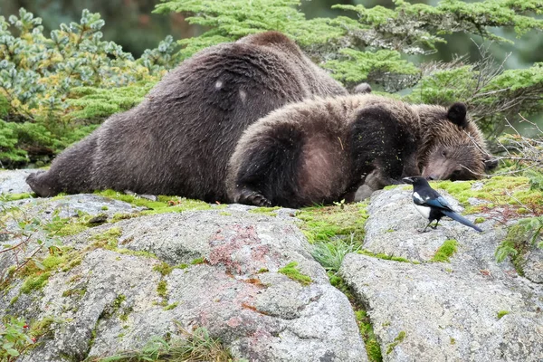 Urso castanho deitado — Fotografia de Stock