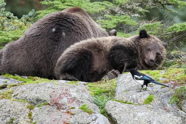 Urso castanho deitado — Fotografia de Stock