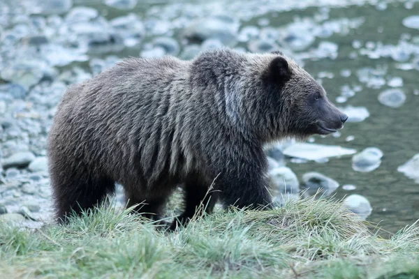 Braunbärenangeln — Stockfoto