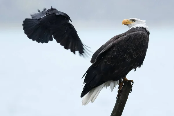 Águia careca cercada por corvo — Fotografia de Stock