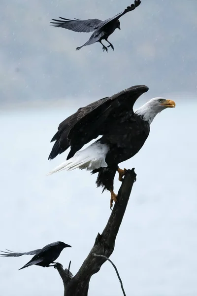 Vithövdad havsörn svepte av raven — Stockfoto