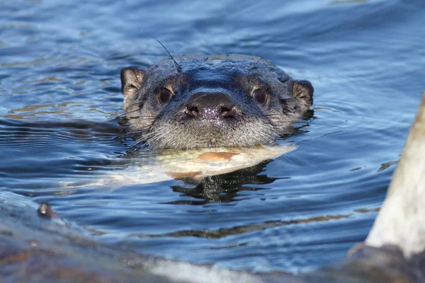 Nordamerikanischer Fischotter frisst Fisch — Stockfoto