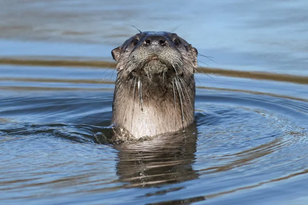 Nordamerikanisches Flussotterschwimmen — Stockfoto