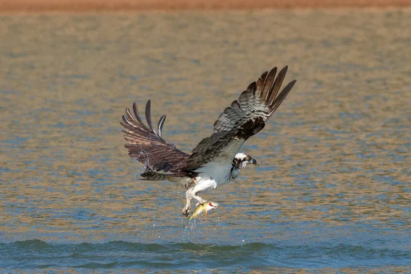 Osprey pega um peixe e o agarra em suas garras — Fotografia de Stock