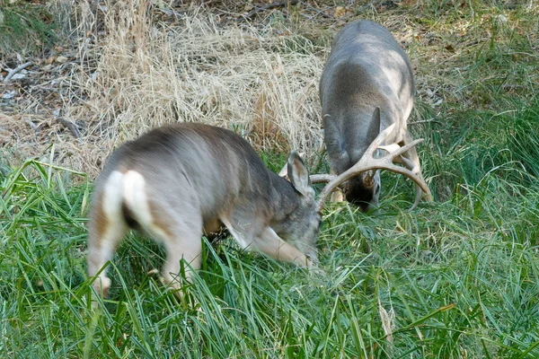 Mula ciervos pavos sparring — Foto de Stock