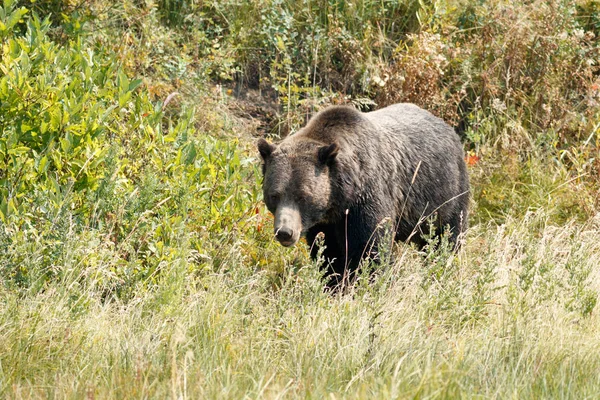 Urso andando na grama — Fotografia de Stock