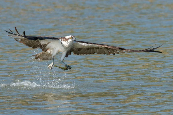 Osprey vangt een vis en grijpt het in zijn klauwen — Stockfoto