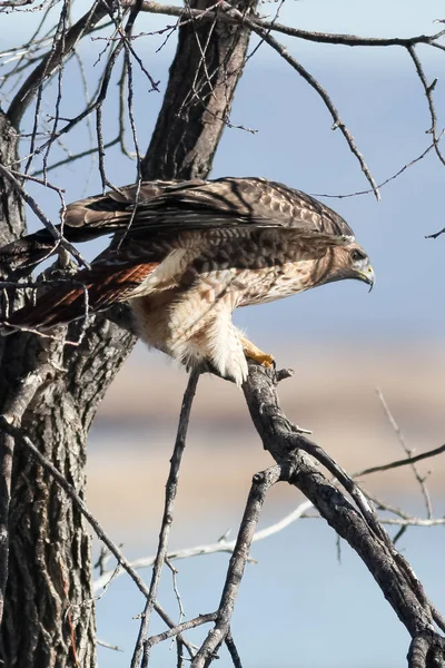 Falcão de cauda vermelha em pé em um ramo — Fotografia de Stock