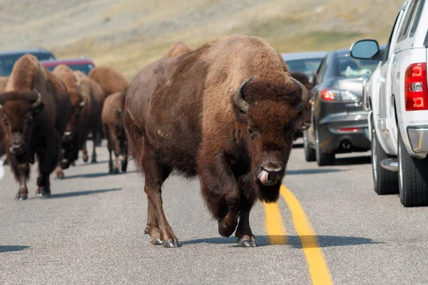 Buffalo walking on the road — Stock Photo, Image