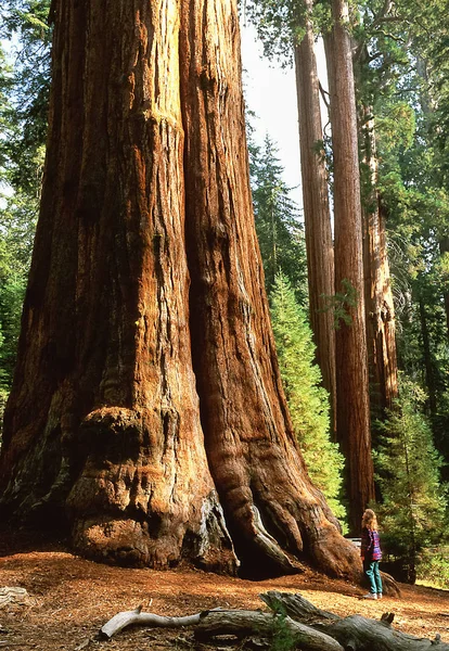 Giant Sequoia tree named General Sherman Tree, MR on file Stock Photo