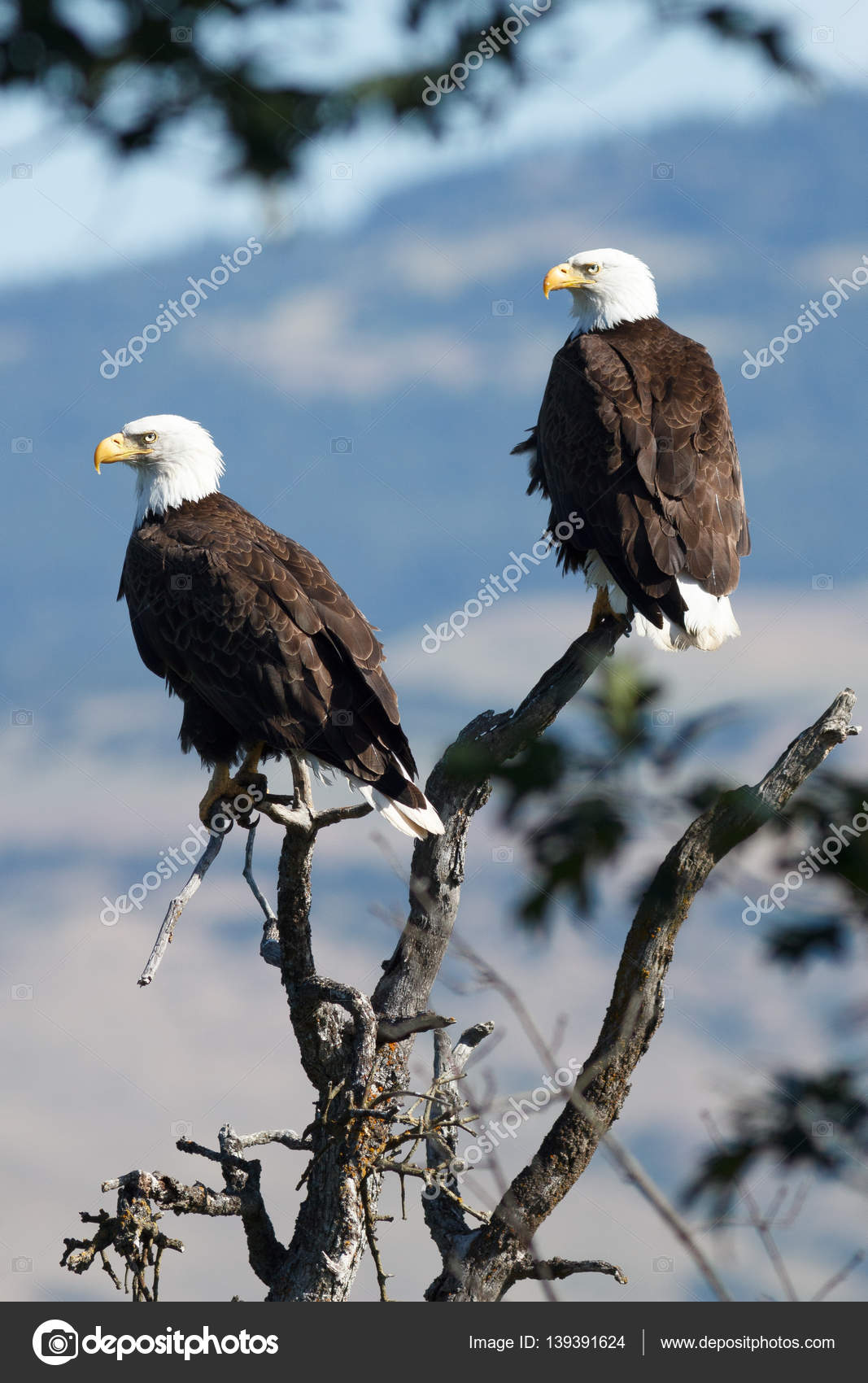 Bald Eagles sitting in a tree — Stock Photo © davidhoffmannphotography