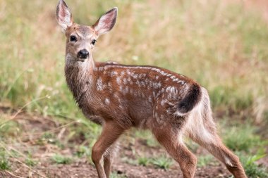 Yosemite Vadisi'nde geyik geyik yavrusu