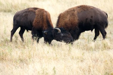Buffalo Yellowstone'da fikir tartışması
