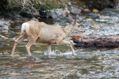 bir dere geçerken geyik