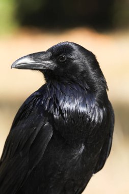 Yanardöner tüyleriyle raven