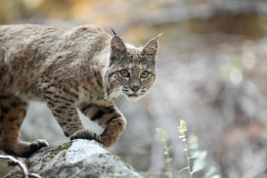 Bobcat avcılık Yosemite Vadisi'nde
