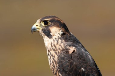 Peregrine Falcon Grand Tetons Milli Parkı'nda