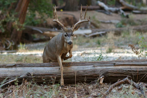 Mula ciervo buck saltar tronco — Foto de Stock