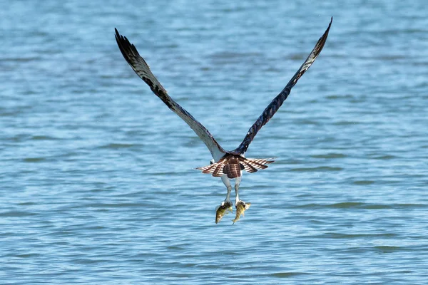 Osprey captura dois peixes — Fotografia de Stock
