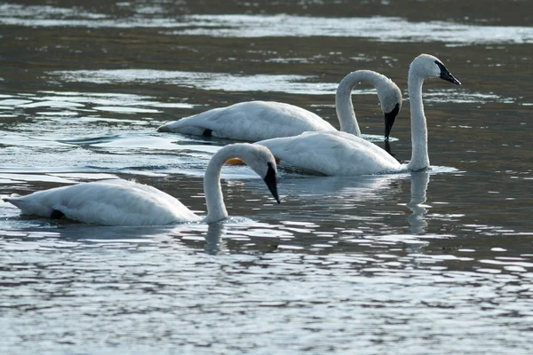 Trompeterschwäne schwimmen — Stockfoto