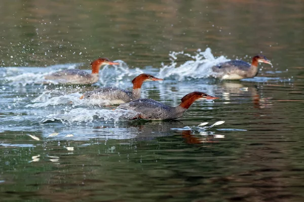 Los Mergansers comunes van tras los peces saltarines — Foto de Stock