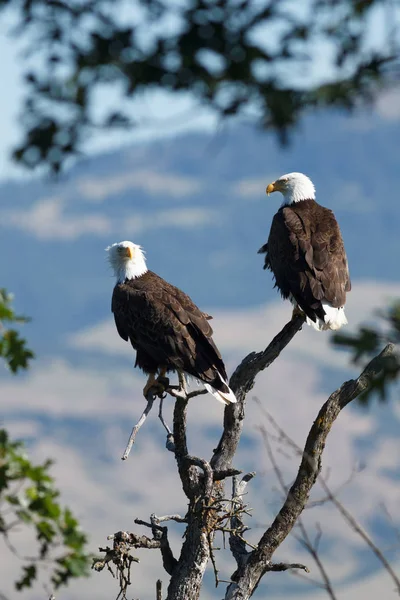 Águilas calvas sentadas en un árbol — Foto de Stock