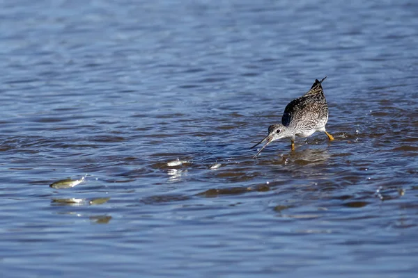 Grotere geelpootruiter gaan na het springen van de vis — Stockfoto