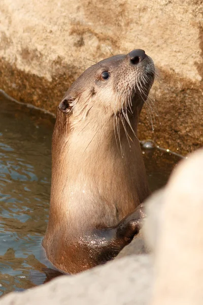 Fischotter streckt den Kopf in die Höhe — Stockfoto