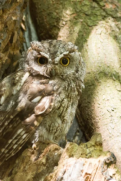 stock image Western screech owl sits in an oak tree