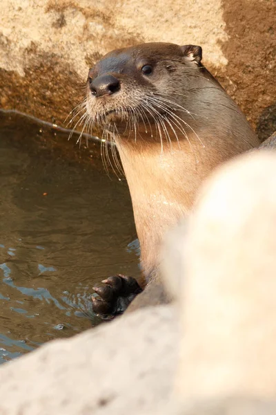 Fischotter streckt den Kopf in die Höhe — Stockfoto