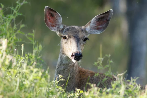 Cerf de Virginie — Photo