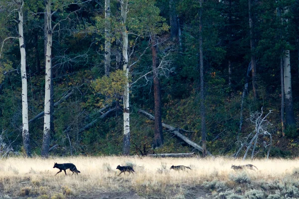 Lobo em Yellowstone — Fotografia de Stock