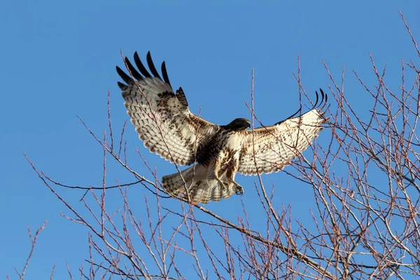 Rotschwanzfalke landet in Baum — Stockfoto