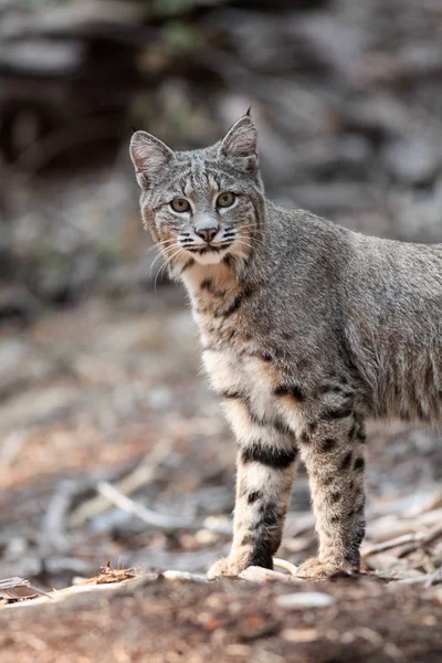 Bobcat vadászati, a Yosemite-völgy — Stock Fotó