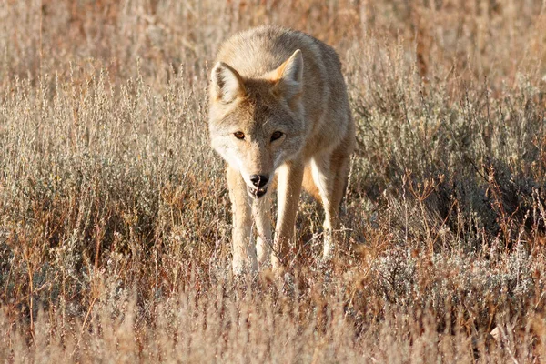 Kojote läuft im Gras — Stockfoto