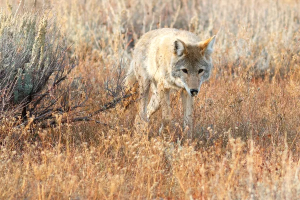 Coyote vandrar i gräs — Stockfoto