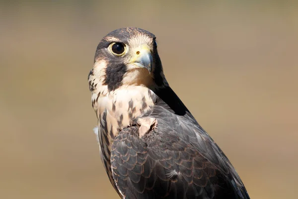 Falcão Peregrino no Parque Nacional Grand Tetons — Fotografia de Stock