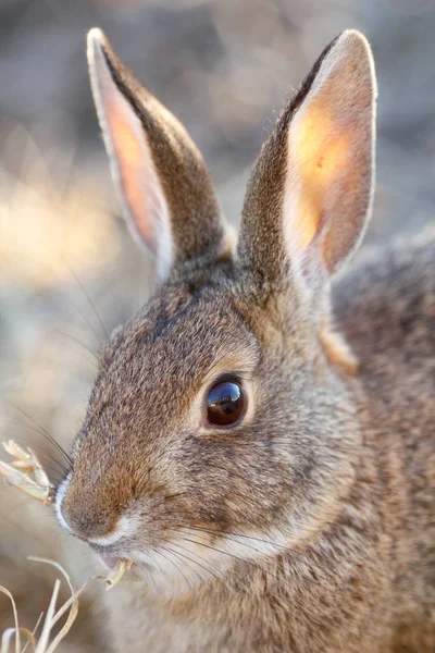 ウサギかウサギ — ストック写真