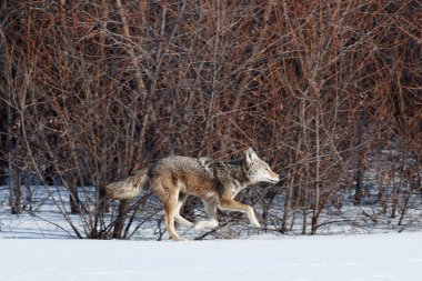 Çakal avcılık karda
