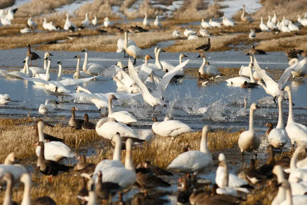 stock image Tundra swans taking off from water