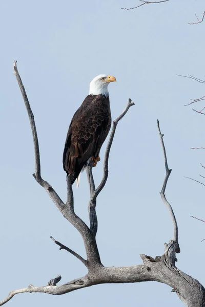 Weißkopfseeadler sitzt auf einem Ast — Stockfoto