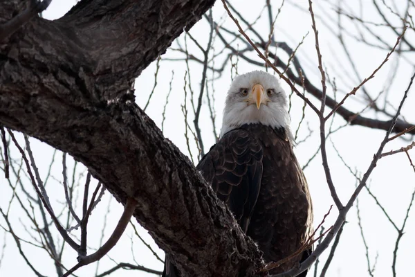 Águila calva sentada en una rama —  Fotos de Stock