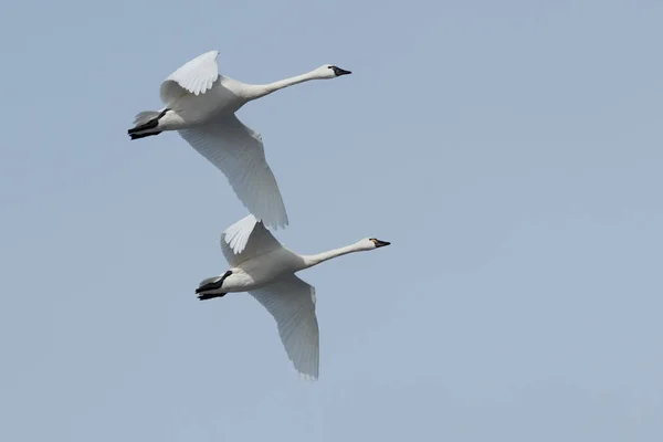 Tundra swan migracji — Zdjęcie stockowe