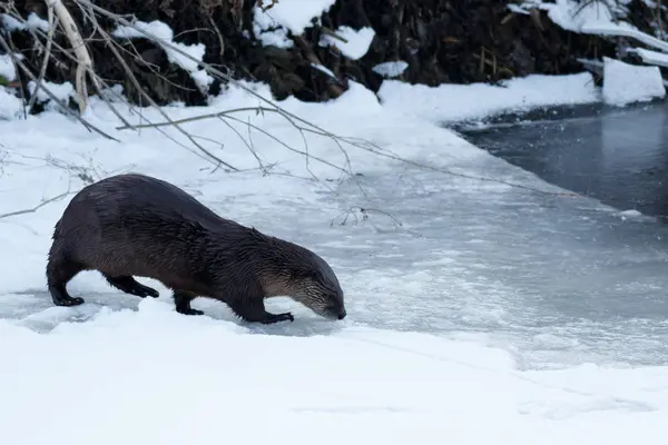 Lontra do rio caminhando sobre o gelo — Fotografia de Stock