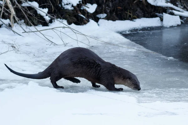 Fischotter auf dem Eis — Stockfoto